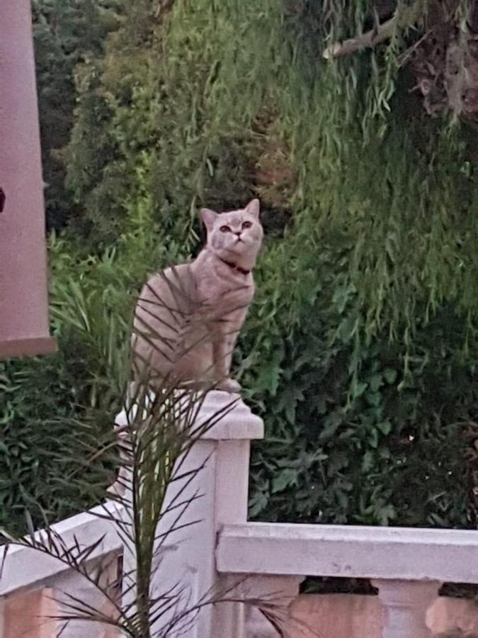 chez melissa Panzió Biguglia Kültér fotó